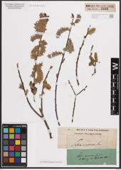 Foto von Salix cinerea L.